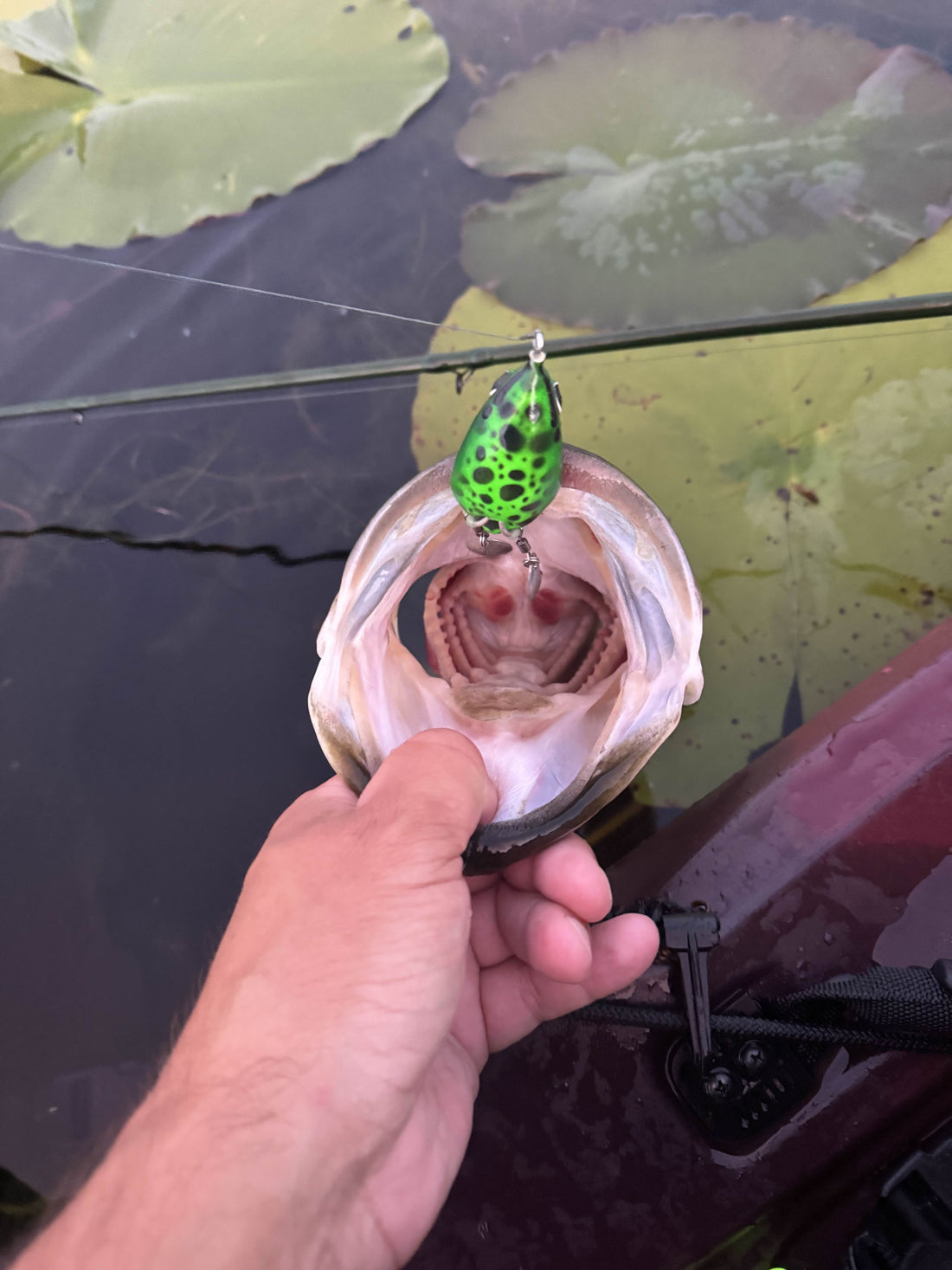 Meet the Chop Frog — The Loudest, Most Versatile Frog in Snakehead Fishing