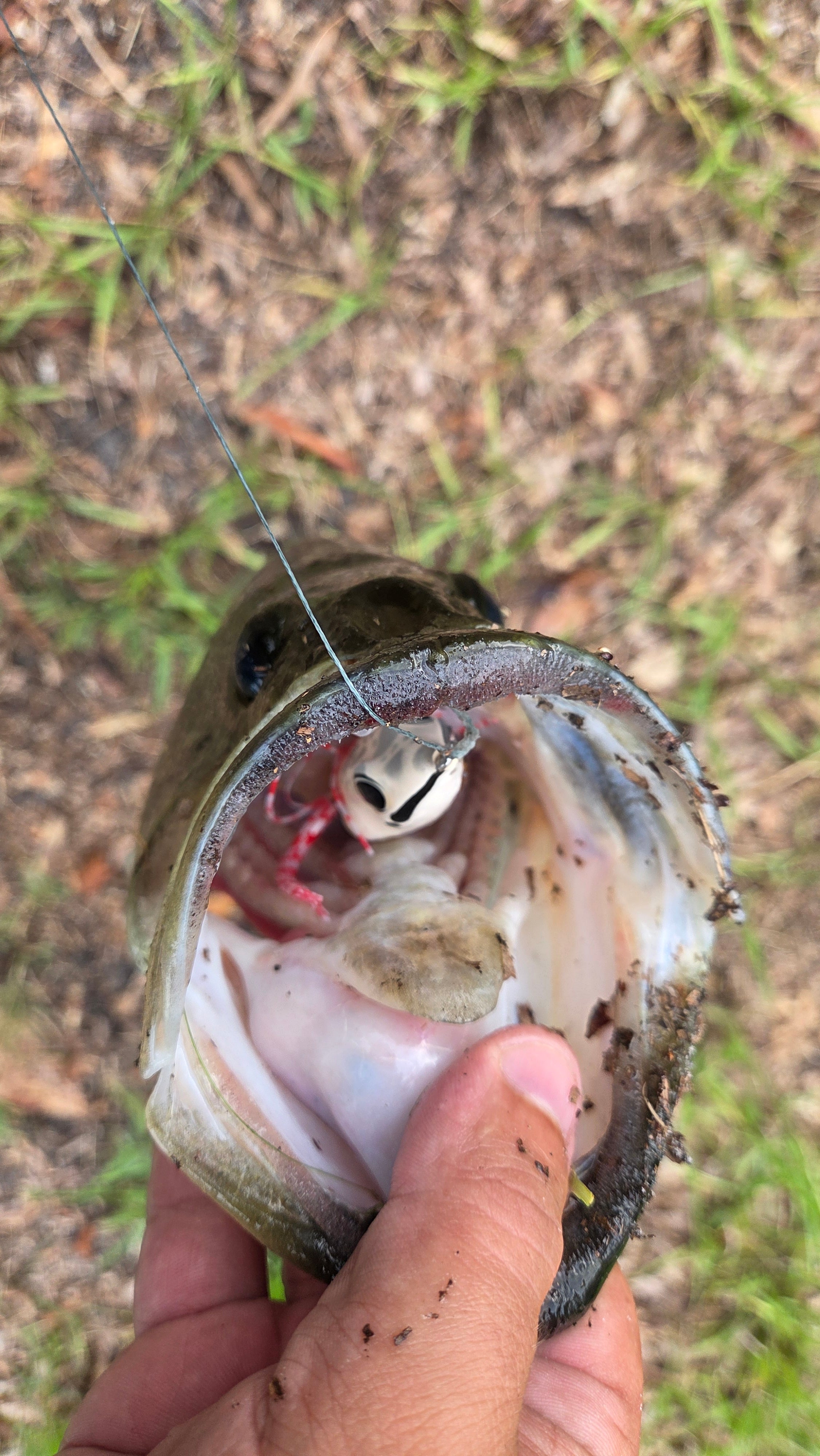 Swamp Walker – Invasive Lures